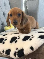 🩵Mario🩵, a male Miniature Dachshund for sale in Plum, PA – Photo 4 of 7