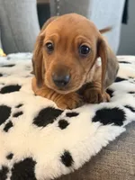🩵Mario🩵, a male Miniature Dachshund for sale in Plum, PA – Photo 2 of 7