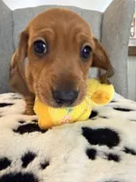 🩵Mario🩵, a male Miniature Dachshund for sale in Plum, PA – Photo 1 of 7