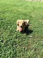 ❤️Maisy❤️, a female Miniature Dachshund for sale in Plum, PA – 10 of 10