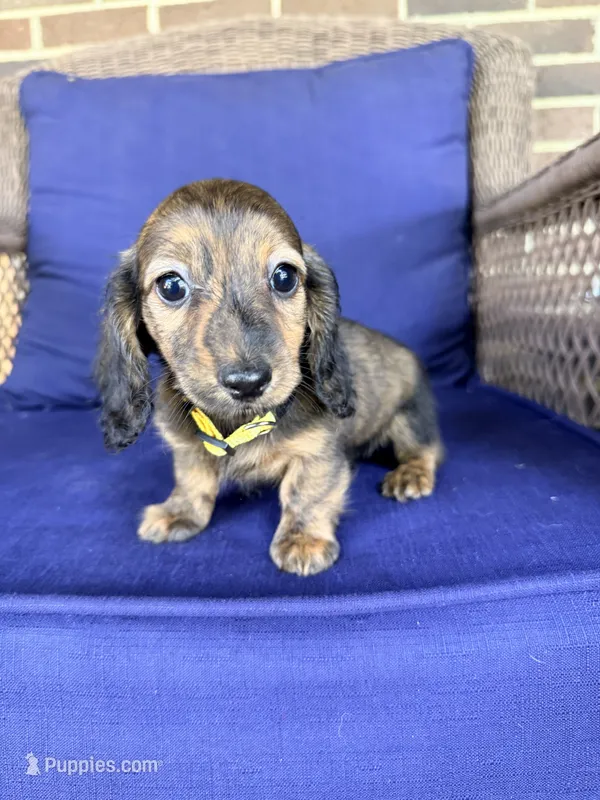 ❤️May❤️ – Miniature Dachshund puppy for sale in Plum, PA