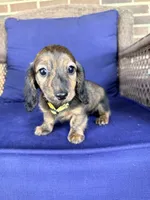 ❤️Maisy❤️, a female Miniature Dachshund for sale in Plum, PA – 2 of 10