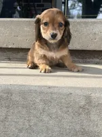🩷Emmy🩷, a female Miniature Dachshund for sale in Plum, PA – Photo 3 of 8