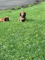 🩷Emmy🩷, a female Miniature Dachshund for sale in Plum, PA – Photo 2 of 9
