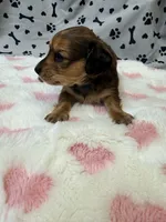 🩷Emmy🩷, a female Miniature Dachshund for sale in Plum, PA – Photo 4 of 5