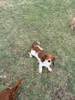 🩷Emmy🩷, a female Miniature Dachshund for sale in Plum, PA – Photo 8 of 8