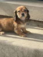 🩷Emmy🩷, a female Miniature Dachshund for sale in Plum, PA – Photo 4 of 8