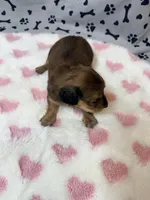 🩷Emmy🩷, a female Miniature Dachshund for sale in Plum, PA – Photo 3 of 5