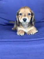 🩷Emmy🩷, a female Miniature Dachshund for sale in Plum, PA – Photo 2 of 8