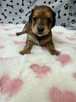 🩷Emmy🩷, a female Miniature Dachshund for sale in Plum, PA – Photo 2 of 5