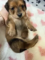 🩷Emmy🩷, a female Miniature Dachshund for sale in Plum, PA – Photo 5 of 5