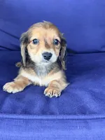 🩷Emmy🩷, a female Miniature Dachshund for sale in Plum, PA – Photo 5 of 8