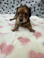 🩷Emmy🩷, a female Miniature Dachshund for sale in Plum, PA – Photo 1 of 5