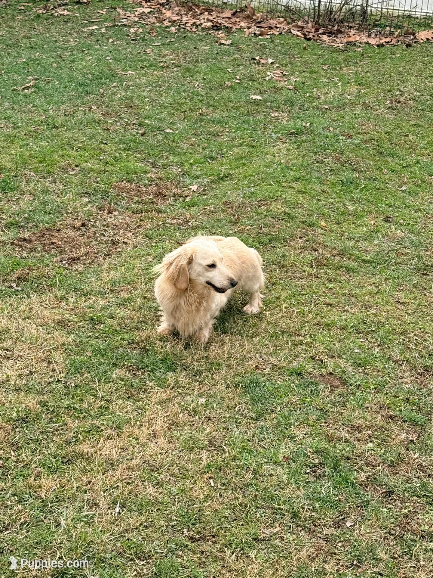 🩷Emmy🩷, a female Miniature Dachshund for sale in Plum, PA – Photo 7 of 8