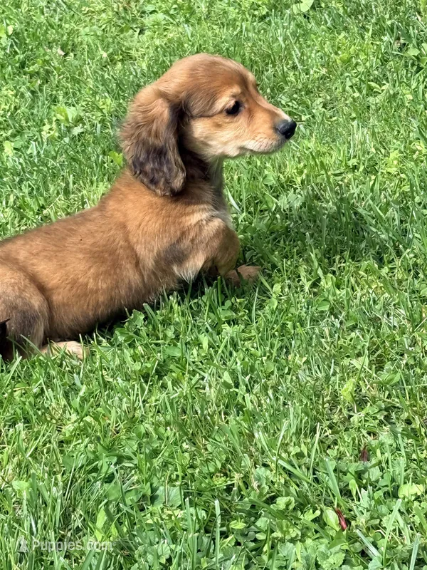 🩷Emmy🩷 – Miniature Dachshund puppy for sale in Plum, PA