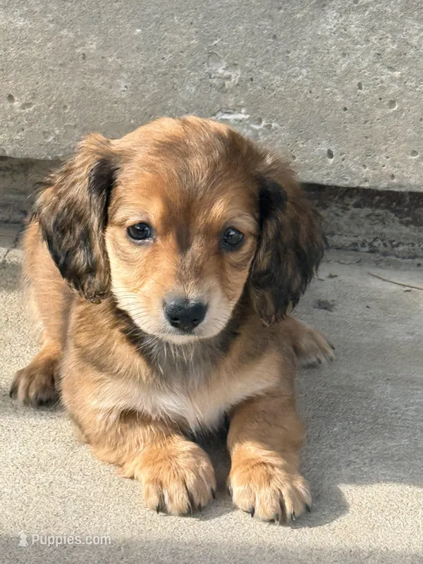 🩷Emmy🩷 – Miniature Dachshund puppy for sale in Plum, PA