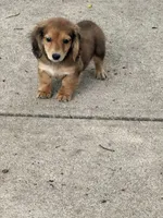 🩷Emmy🩷, a female Miniature Dachshund for sale in Plum, PA – Photo 3 of 9