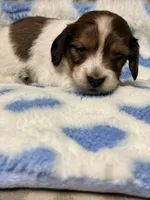 🩵Charley🩵, a male Miniature Dachshund for sale in Plum, PA – 4 of 7
