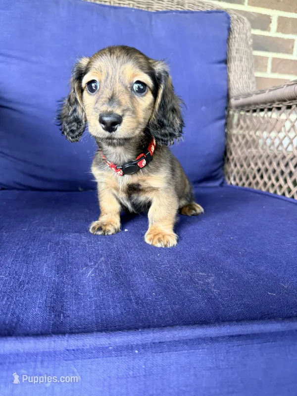 🩵Duey🩵 – Miniature Dachshund puppy for sale in Plum, PA