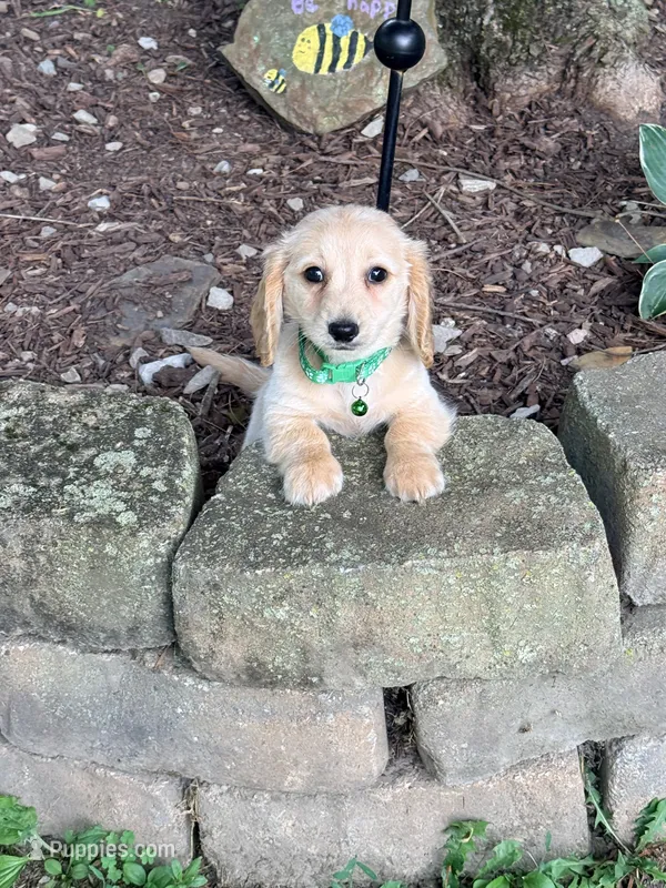 💙Boba💙 – Miniature Dachshund puppy for sale in Plum, PA