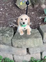 💙Boba💙, a male Miniature Dachshund for sale in Plum, PA – 1 of 9