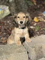 Cream LH Bentley💙, a male Miniature Dachshund for sale in Plum, PA – Photo 1 of 8