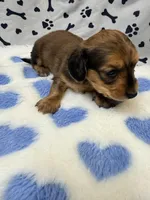 🩵Wade🩵, a male Miniature Dachshund for sale in Plum, PA – Photo 3 of 5