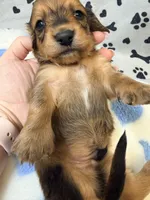 🩵Wade🩵, a male Miniature Dachshund for sale in Plum, PA – Photo 2 of 5