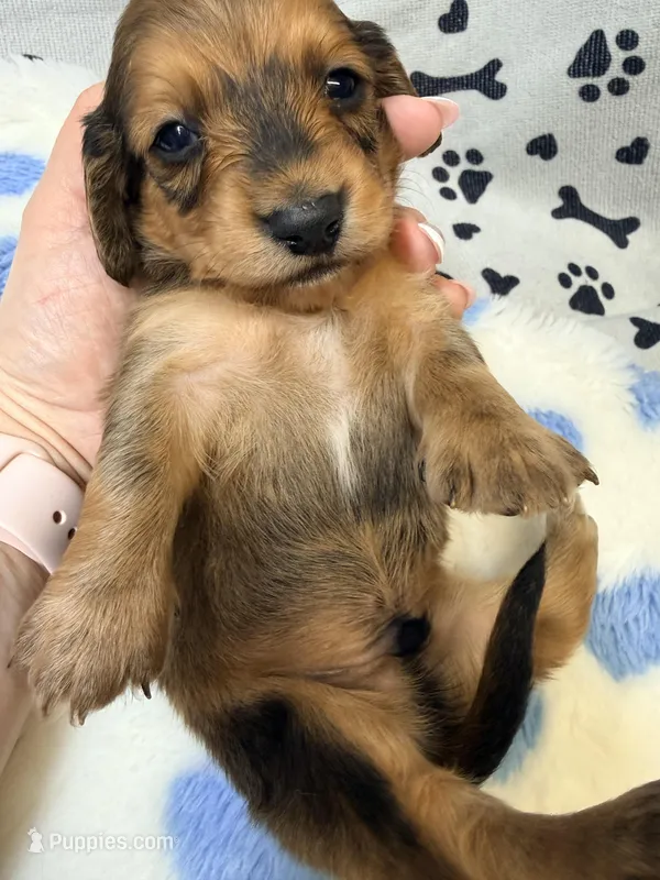 🩵Wade🩵 – Miniature Dachshund puppy for sale in Plum, PA
