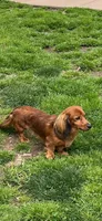 Hazel, a female Miniature Dachshund for sale in Plum, PA – Photo 9 of 10