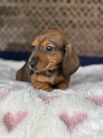 Hazel, a female Miniature Dachshund for sale in Plum, PA – Photo 3 of 10