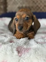 Hazel, a female Miniature Dachshund for sale in Plum, PA – Photo 4 of 10