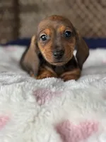 Hazel, a female Miniature Dachshund for sale in Plum, PA – Photo 2 of 10