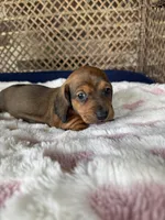 Hazel, a female Miniature Dachshund for sale in Plum, PA – Photo 6 of 10