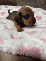 Hazel, a female Miniature Dachshund for sale in Plum, PA – Photo 8 of 10