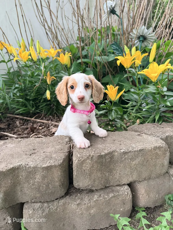 🩷Daisy🩷 – Miniature Dachshund puppy for sale in Plum, PA