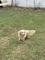 🩷Clara🩷, a female Miniature Dachshund for sale in Plum, PA – 4 of 5