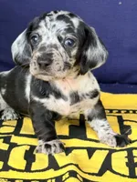 💙Smokey💙, a male Miniature Dachshund for sale in Plum, PA – 2 of 10