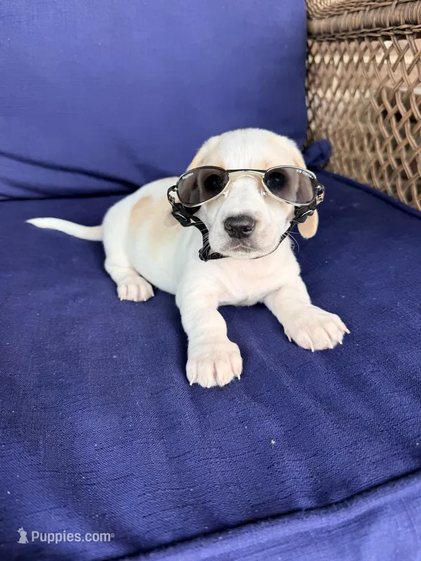 💙Hank🩵 – Miniature Dachshund puppy for sale in Plum, PA