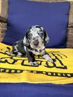 💙Smokey💙, a male Miniature Dachshund for sale in Plum, PA – 6 of 10
