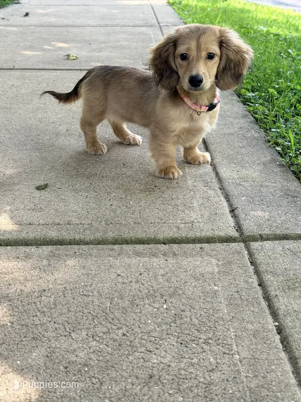 💕Paisley💕 – Miniature Dachshund puppy for sale in Plum, PA