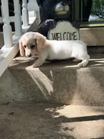 🩷Armani🩷, a female Miniature Dachshund for sale in Plum, PA – 4 of 10