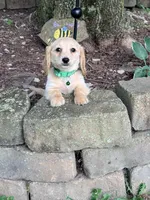 💙Boba💙, a male Miniature Dachshund for sale in Plum, PA – 3 of 9