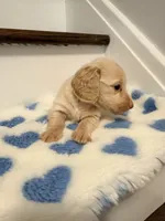 💚Fozzy💚, a male Miniature Dachshund for sale in Plum, PA – 6 of 8