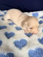 💙Harvey💙, a male Miniature Dachshund for sale in Plum, PA – Photo 3 of 5