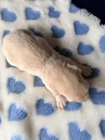 💙Harvey💙, a male Miniature Dachshund for sale in Plum, PA – Photo 4 of 5