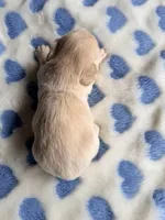 💙Harvey💙, a male Miniature Dachshund for sale in Plum, PA – Photo 5 of 5