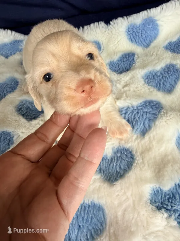 💙Harvey💙 – Miniature Dachshund puppy for sale in Plum, PA