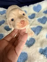 💙Harvey💙, a male Miniature Dachshund for sale in Plum, PA – Photo 1 of 5