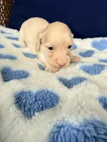 💙Harvey💙, a male Miniature Dachshund for sale in Plum, PA – Photo 2 of 5